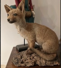 Taxidermy red fox for sale  LEEDS