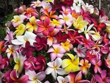 Semi plumeria mix usato  Trappeto
