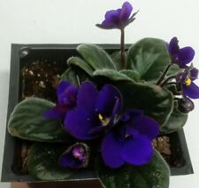 Cobalt blue purple for sale  North Adams