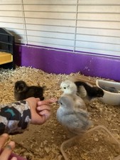 Pekin bantam eggs for sale  YORK