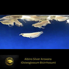 Albino silver arowana for sale  Nanuet