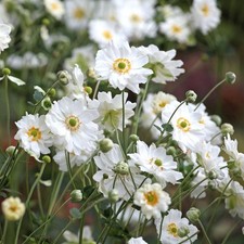 Anemone hybrida whirlwind for sale  HAILSHAM