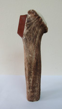 Red deer stag for sale  PETERBOROUGH