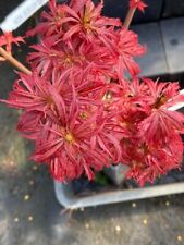 Japanese maple jerre for sale  Woodburn