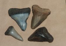 Megalodon era fossil for sale  Cordesville
