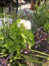 Rooted zonal geraniums for sale  Tujunga