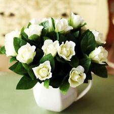 25pc gardenia seeds for sale  Goldsboro