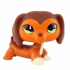 Orange dachshund dog for sale  Las Vegas