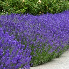 Semi lavanda inglese usato  Spedire a Italy