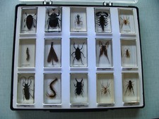 Lot inclusions insectes d'occasion  Lens