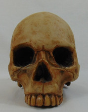 Vintage human skull for sale  Honesdale