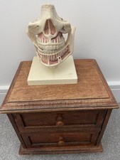 Anatomical model vintage for sale  NORTHAMPTON