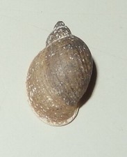 Lymnaea fontinalis lymnaeidae for sale  Shipping to United Kingdom