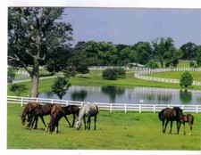 Mares foals beautiful for sale  Ortonville