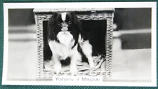 Japanese chin show for sale  DERBY