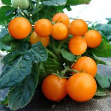 Range pinocchio tomate gebraucht kaufen  Versand nach Germany