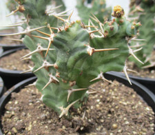 Euphorbia virosa beautifully for sale  BRISTOL