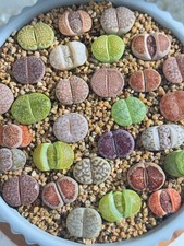 Live 10pc lithops for sale  Syosset