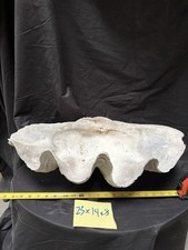 Giant clam shell for sale  South El Monte