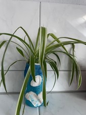 Grünlilie glas ableger gebraucht kaufen  Aßlar
