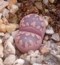 Lithops otzeniana cesky for sale  CHESTER