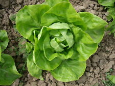 Insalata burro invernale usato  Spedire a Italy
