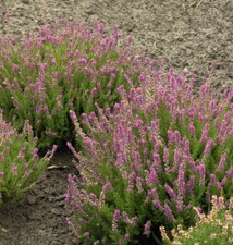 10x besenheide roter gebraucht kaufen  Bad Zwischenahn