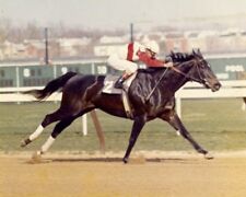 Ruffian 8x10 photo for sale  Rochester