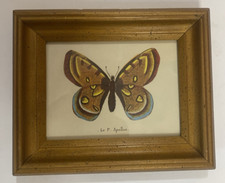 Vintage apollon butterfly for sale  Latrobe