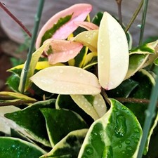 Hoya tricolor carnosa for sale  Winnetka