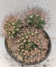 Gymnocalycium saglionis crista usato  Brindisi