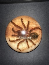Tarantula arizona paperweight. for sale  LONDON