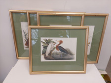 Framed bird pictures for sale  NORTHAMPTON