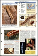 Armoured millipede primitive for sale Armoured millipede primitive for sale  SLEAFORD