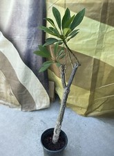 Pink plumeria plant for sale  Baldwin Park