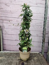 Passion flower caerulea for sale  HARLOW