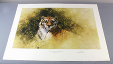 Tiger david shepherd for sale  ASCOT