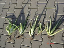 Aloe vera ableger gebraucht kaufen  Bad Liebenstein