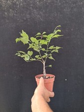 Bonsai prunus mume usato  Montevarchi