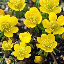 Winterlinge eranthis cilicica gebraucht kaufen  Emden