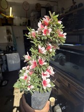 Japanese satsuki azalea for sale  ERITH