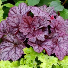 Heuchera sugar plum for sale Heuchera sugar plum for sale  SALTASH