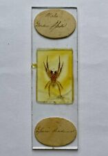 Antique microscope slide for sale  SOUTHEND-ON-SEA