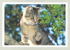 Katze harenberg gebraucht kaufen  Menden (Sauerland)