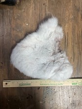 Real wild jack for sale  Minot