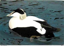 Animaux oiseaux eider d'occasion  Fruges