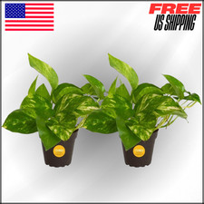 Pothos live plants for sale  Anaheim