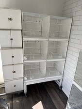 breeding budgies for sale  LEEDS