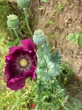 Giant poppy seeds for sale  YORK