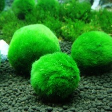 Lot boules cladophora d'occasion  Rennes-
